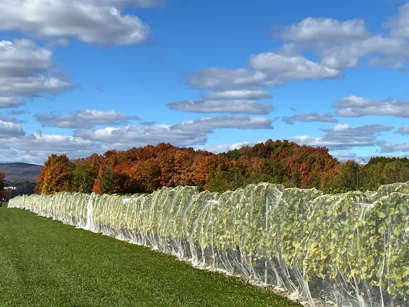 Rows of vines under white bird netting beside a lawn, with autumn woods and hills under a blue sky