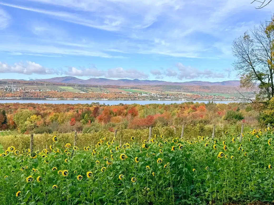 Sunflowers and rows of vines above a valley of autumn trees, with a river and hills beyond, near Quebec City
