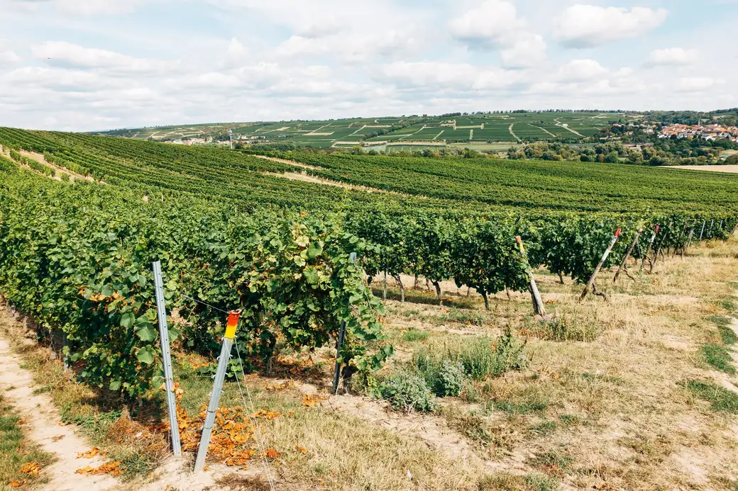 Green rows of grapevines on rolling hills under a cloudy summer sky